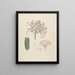 Albizia gummifera J. F. Gmel. & C. A. Sm. - Luigi Balugani — framed artwork on a wall