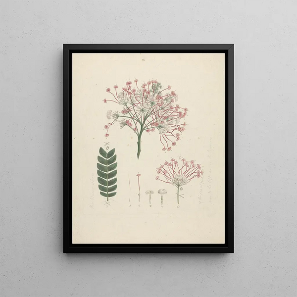 Albizia gummifera J. F. Gmel. & C. A. Sm. - Luigi Balugani — framed artwork on a wall