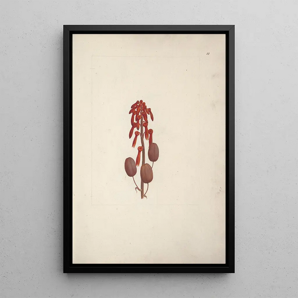 Aloe macrocarpa Todaro - Luigi Balugani — framed artwork on a wall