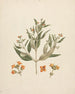 Avicennia marina Forssk. & Vierh. - Luigi Balugani | Painting — artwork view