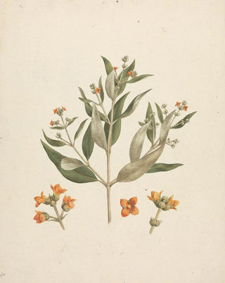 Luigi Balugani - Avicennia marina Forssk Vierh.webp