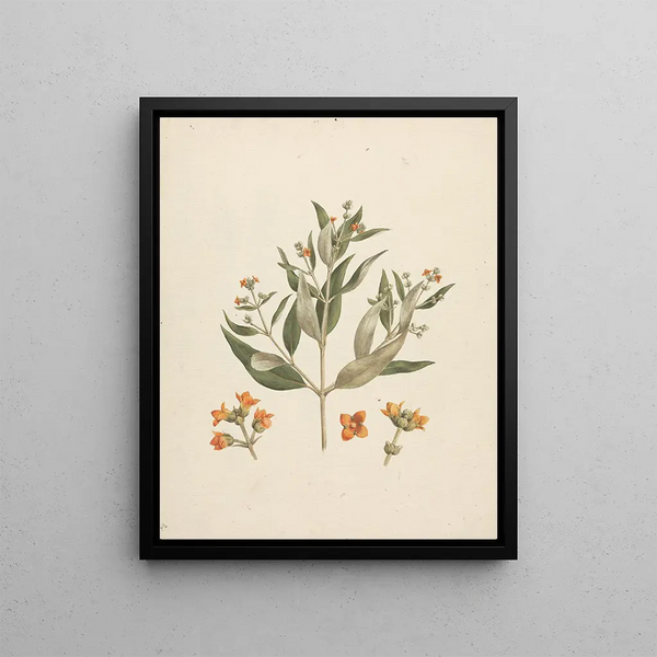 Avicennia marina Forssk. & Vierh. - Luigi Balugani | Painting — framed artwork on a wall