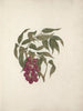 Bersame abyssinica Fresen. - Luigi Balugani — artwork view