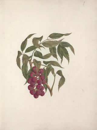 Luigi Balugani - Bersame abyssinica Fresen.webp