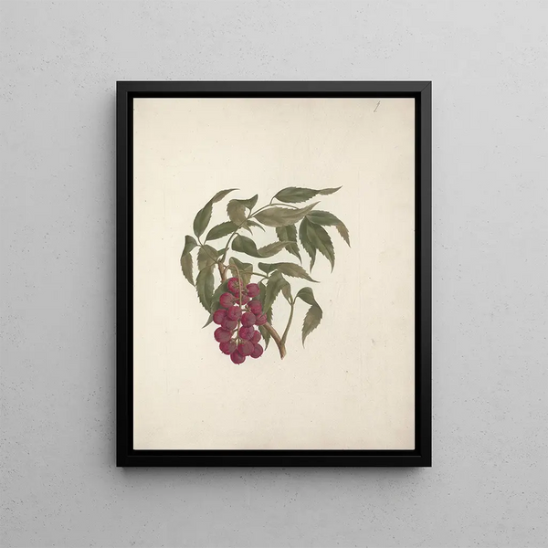 Bersame abyssinica Fresen. - Luigi Balugani — framed artwork on a wall