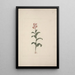Canna bidentata Bertol - Luigi Balugani — framed artwork on a wall