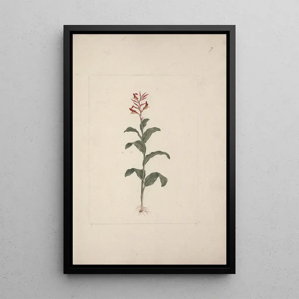 Canna bidentata Bertol - Luigi Balugani — framed artwork on a wall
