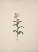 Canna bidentata Bertol - Luigi Balugani — artwork view