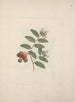 Capparis tomentosa Lam. - Luigi Balugani — artwork view