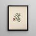 Capparis tomentosa Lam. - Luigi Balugani — framed artwork on a wall