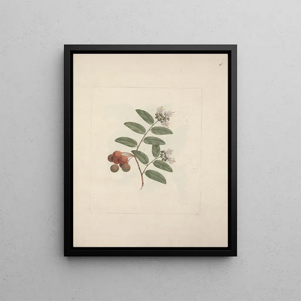 Capparis tomentosa Lam. - Luigi Balugani — framed artwork on a wall