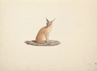 Caracal caracal - Luigi Balugani — artwork view