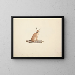 Caracal caracal - Luigi Balugani — framed artwork on a wall