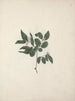Carissa edulis Forssk. Vahl - Luigi Balugani — artwork view