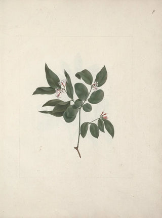 Luigi Balugani - Carissa edulis Forssk Vahl.webp