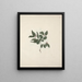 Carissa edulis Forssk. Vahl - Luigi Balugani — framed artwork on a wall