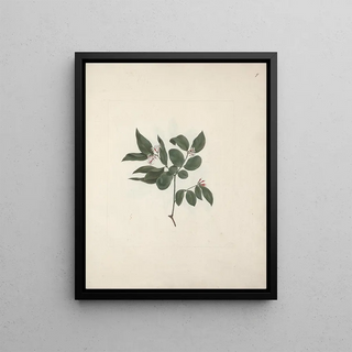 Luigi Balugani - Carissa edulis Forssk Vahl.webp