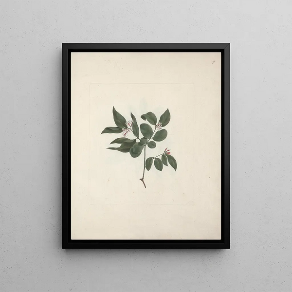 Carissa edulis Forssk. Vahl - Luigi Balugani — framed artwork on a wall