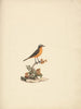 Cassypha semirufa - Luigi Balugani — artwork view