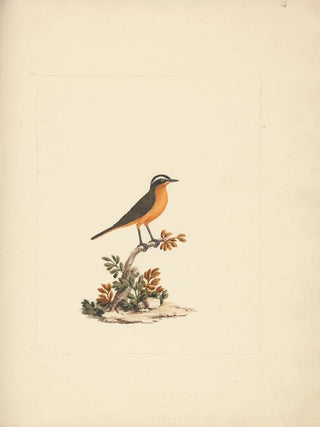 Luigi Balugani - Cassypha semirufa.webp