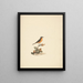 Cassypha semirufa - Luigi Balugani — framed artwork on a wall