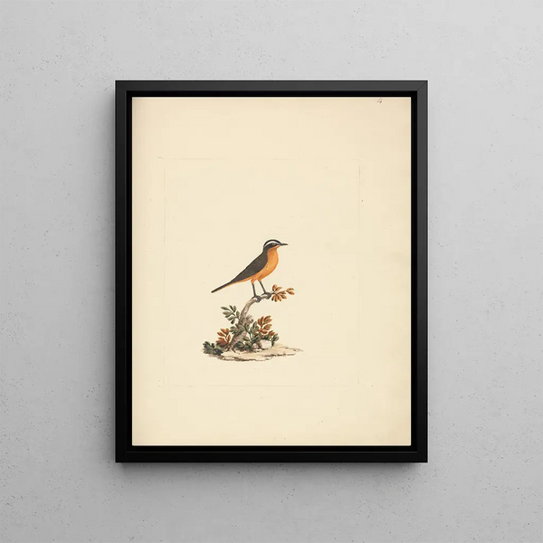Cassypha semirufa - Luigi Balugani — framed artwork on a wall