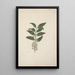 Catha edulis Forssk - Luigi Balugani — framed artwork on a wall