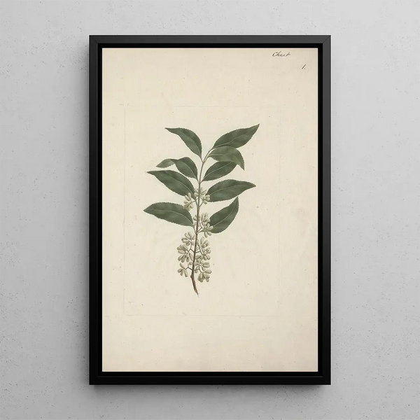 Catha edulis Forssk - Luigi Balugani — framed artwork on a wall