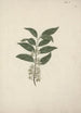 Catha edulis Forssk - Luigi Balugani — artwork view