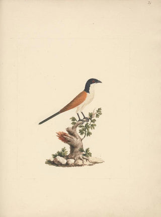 Luigi Balugani - Centropus monachus.webp