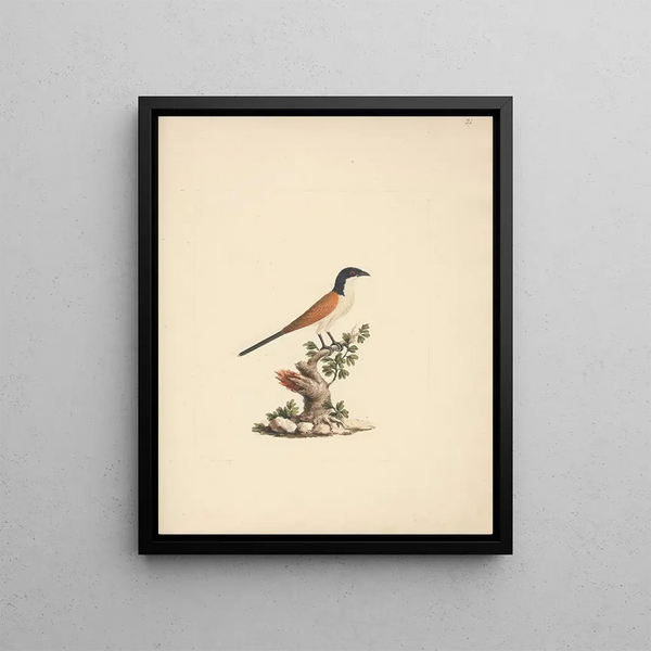 A Monk from the Center - Luigi Balugani — framed artwork on a wall