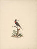 Chalcomitra senegalensis - Luigi Balugani | Painting — artwork view