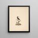 Chalcomitra senegalensis - Luigi Balugani | Painting — framed artwork on a wall