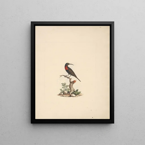 Chalcomitra senegalensis - Luigi Balugani | Painting — framed artwork on a wall