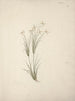 Chloris - Luigi Balugani — artwork view