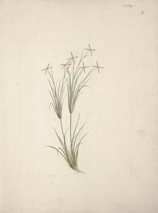 Luigi Balugani - Chloris.webp