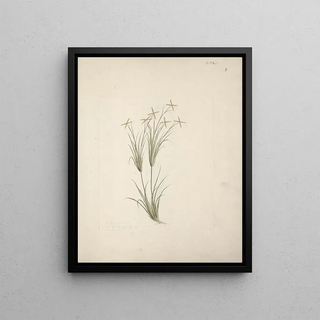 Luigi Balugani - Chloris.webp