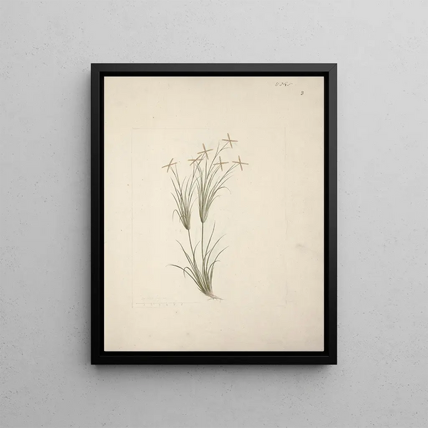 Chloris - Luigi Balugani — framed artwork on a wall