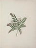 Clausena anisata Willd. Benth. - Luigi Balugani — artwork view