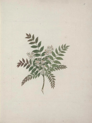 Luigi Balugani - Clausena anisata Willd Benth.webp