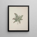 Clausena anisata Willd. Benth. - Luigi Balugani — framed artwork on a wall