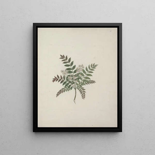 Clausena anisata Willd. Benth. - Luigi Balugani — framed artwork on a wall