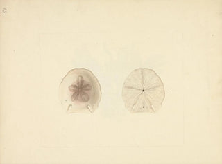 Clypéasteroïdes Painting - Luigi Balugani — artwork view