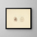 Clypéasteroïdes Painting - Luigi Balugani — framed artwork on a wall