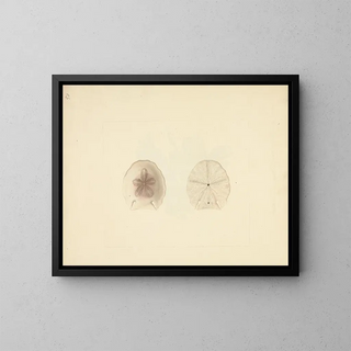 Clypéasteroïdes Painting - Luigi Balugani — framed artwork on a wall