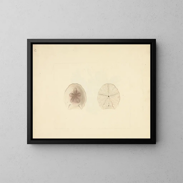 Clypéasteroïdes Painting - Luigi Balugani — framed artwork on a wall