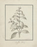 Coffee Arabica L. Arabica Coffee drawing of sprouting leaves and berries - Luigi Balugani — artwork view