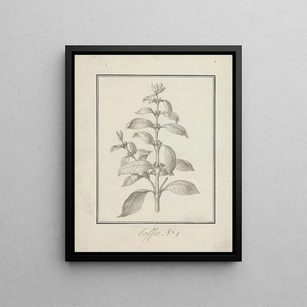 Coffee Arabica L. Arabica Coffee drawing of sprouting leaves and berries - Luigi Balugani — framed artwork on a wall