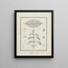 Coffee Arabica L. - Luigi Balugani — framed artwork on a wall