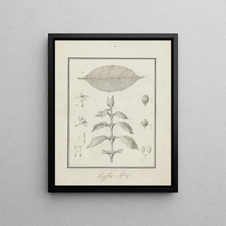 Luigi Balugani - Coffea arabica L.webp